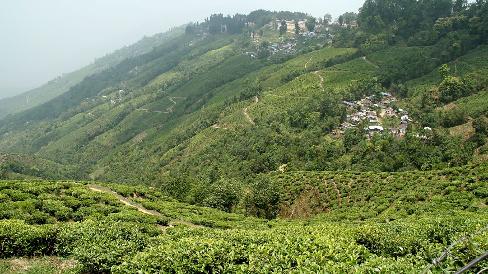 Tea gardens along hillside road